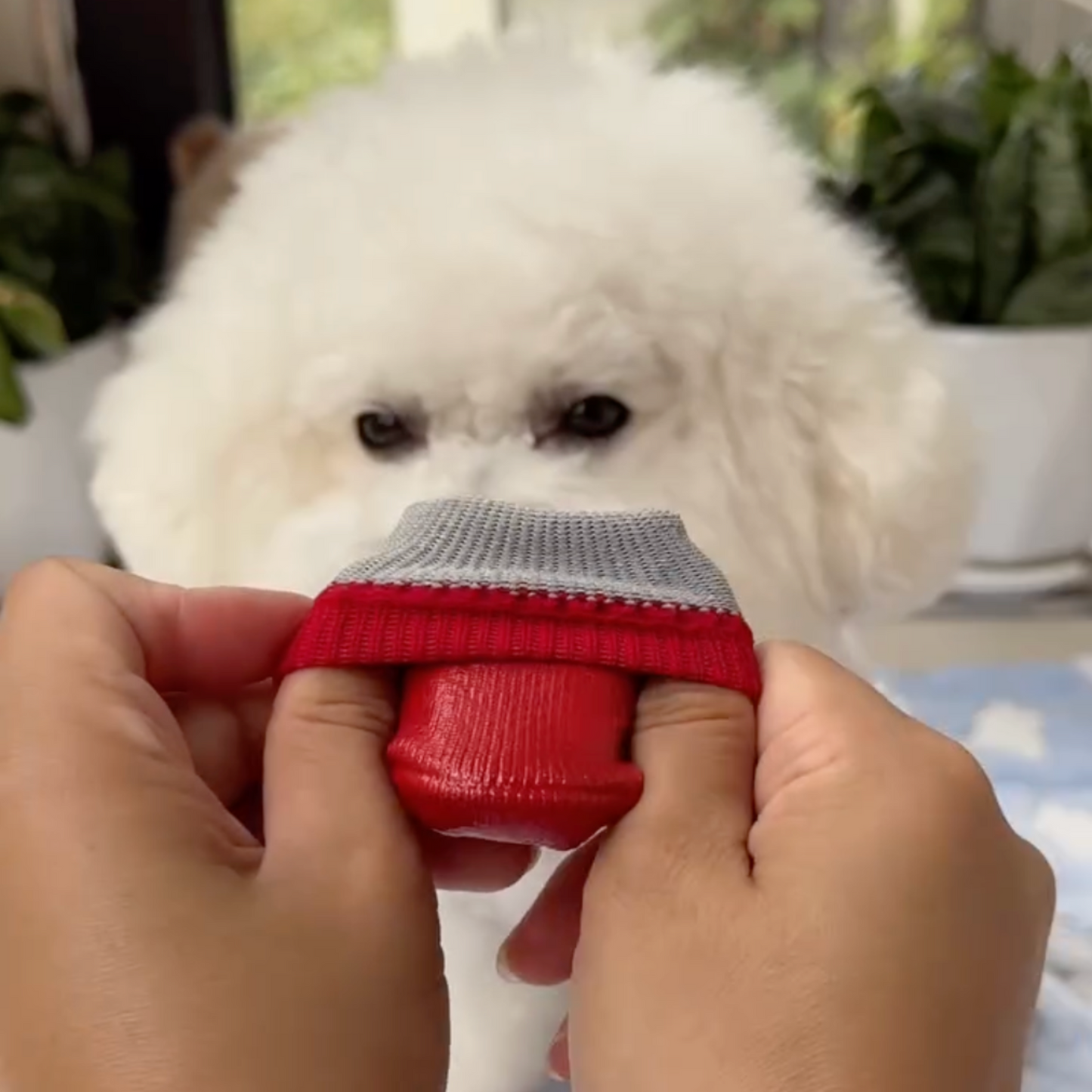 Cozy Waterproof Pet Boots – Winter Protection & Comfort