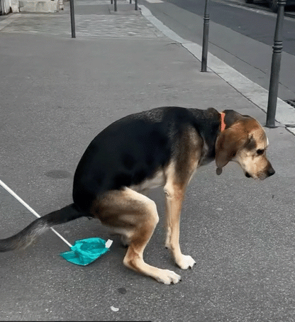 Effortless Cleanup with Our Foldable Long Handle Dog Poop Scooper - Perfect for Pet Lovers!