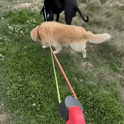 Premium 3M Double Dog Leash with LED