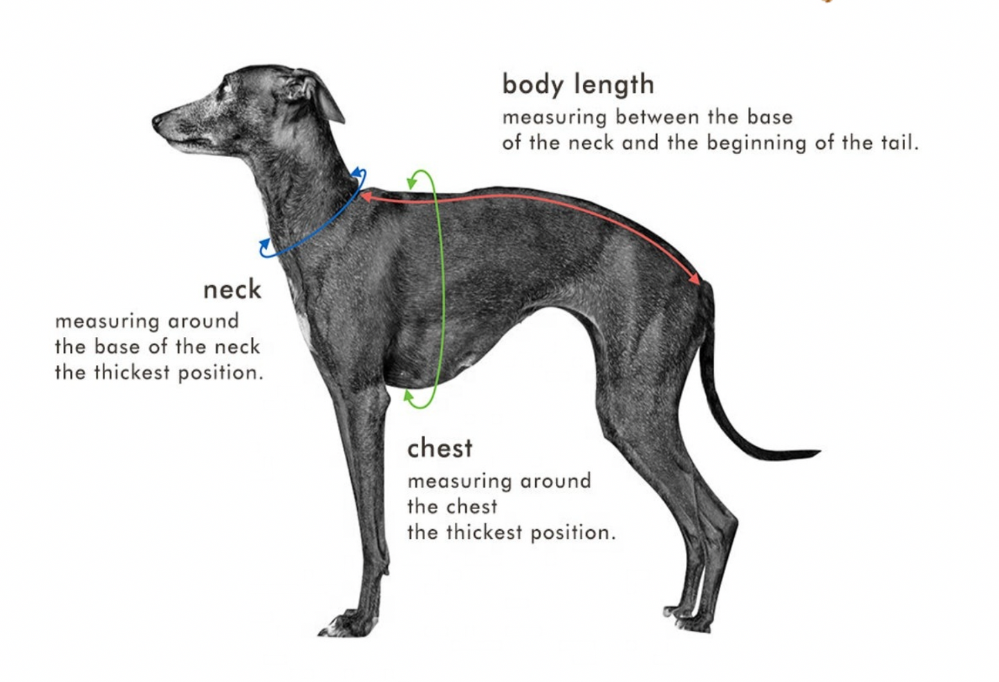 Emerald Italian Greyhound Sweater