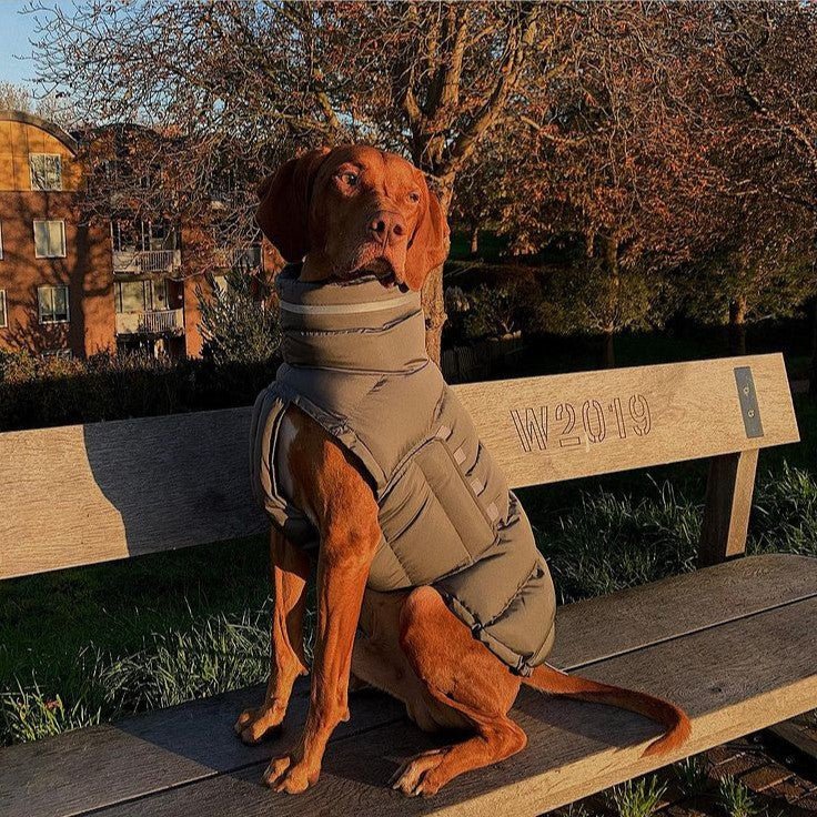 Cotton Padded Jacket Vest for Italian greyhound Whippet
