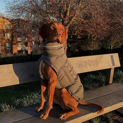Cotton Padded Jacket Vest for Italian greyhound Whippet