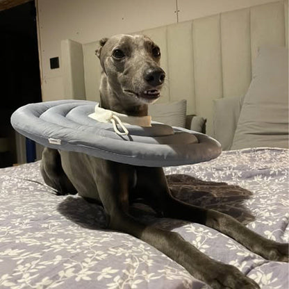 Recovery Cone Adjustable Collar for Dog & Cat